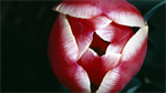 Fond d'écran gratuit de Fleurs - Tulipes numéro 57775